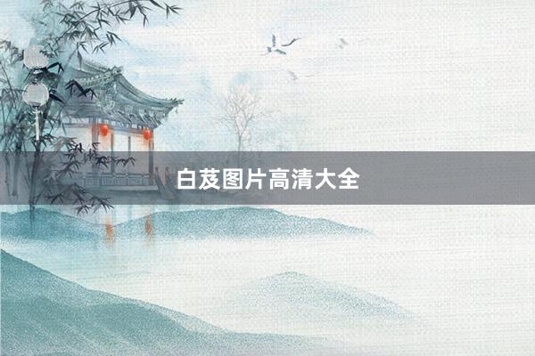 白芨图片高清大全